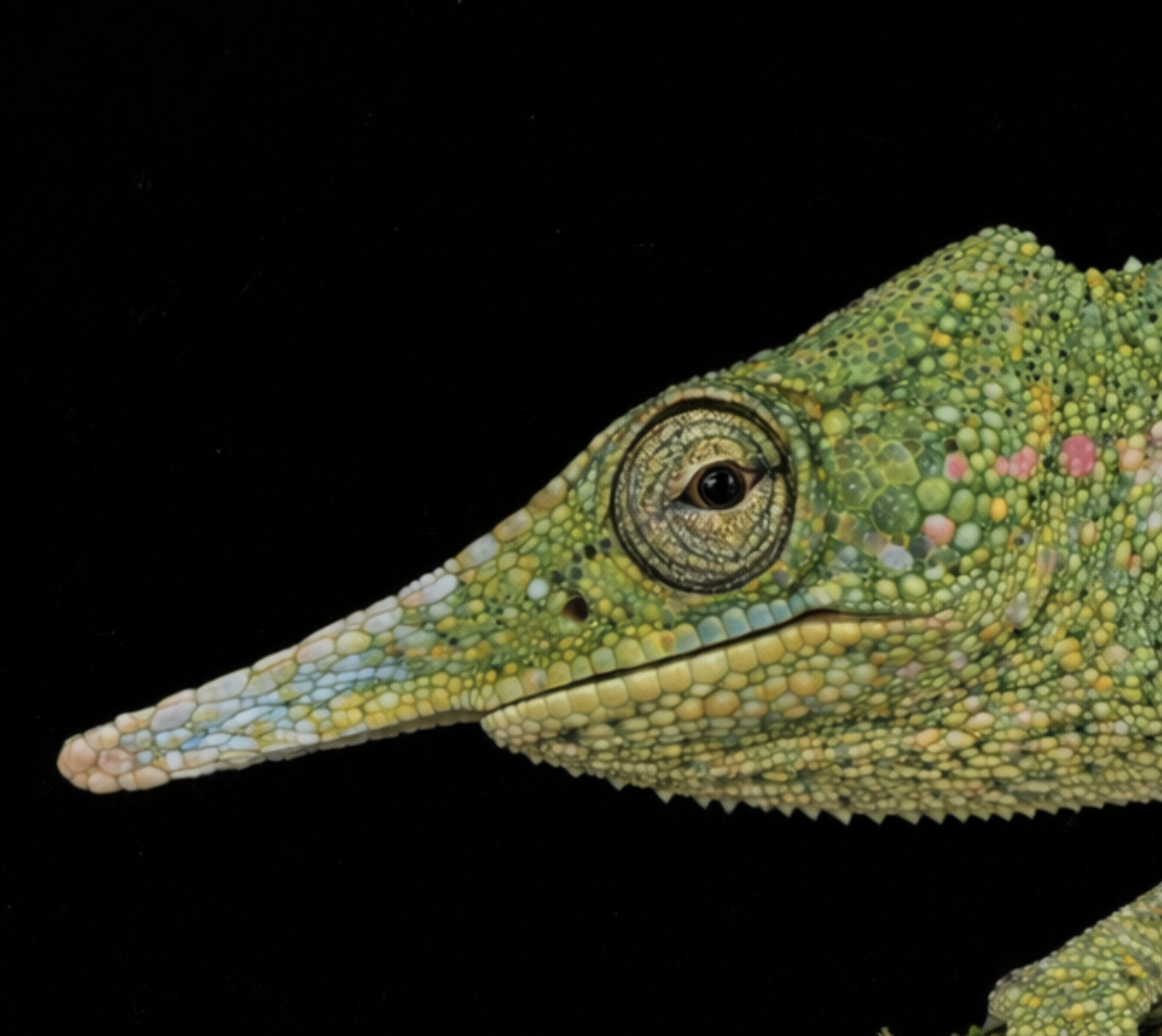 The Rarest Chameleon of All: Furcifer monoceras :: Chameleons